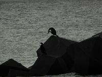 �N���b�N����Ƒ傫���\�����܂��B