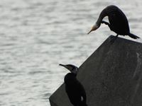 �N���b�N����Ƒ傫���\�����܂��B