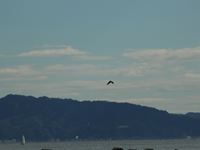 �N���b�N����Ƒ傫���\�����܂��B