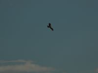 �N���b�N����Ƒ傫���\�����܂��B