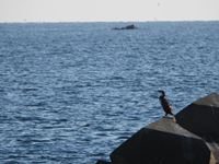 �N���b�N����Ƒ傫���\�����܂��B