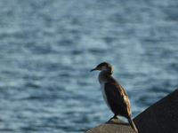 �N���b�N����Ƒ傫���\�����܂��B